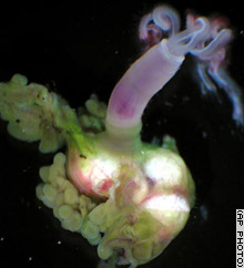 One of the dissected worms. The green tissue is where the bacteria are found and part of it has been torn, exposing the white ovary.